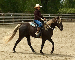 Man in Griffth Park, Los Angeles, California - Lesson on the trail - riding horse