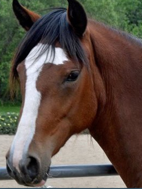 Peruvian Horse